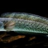 Ikan Channa Barca