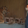 2 Harimau di Ragunan Kena Corona