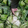 Kulit Ketupat