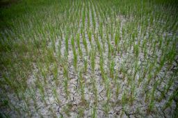 Kondisi lahan sawah yang mengalami kekeringan di Desa Pematang Bangsal, Kecamatan Pemulutan Selatan, Kabupaten Ogan Ilir (OI), Sumatera Selatan, Kamis (6/8/2026). Foto: Nova Wahyudi/ANTARA FOTO