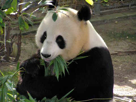 Kenapa Panda Tidak Memakan Daging Kumparan Com