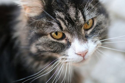 5 Fakta Unik dari Kumis Kucing yang Tak Disangka  kumparan.com