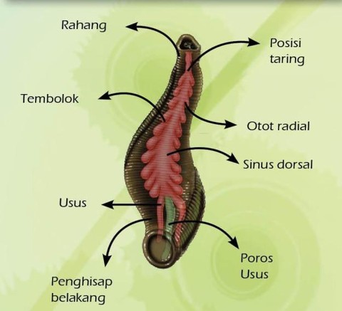 3 Arti Mimpi Digigit Lintah Kumparan Com 3 Arti Mimpi Digigit Lintah Kumparan Com