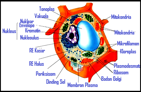 Mengenal 12 Macam Struktur Organel Sel Dari Inti Hingga Badan Mikro Kumparan Com