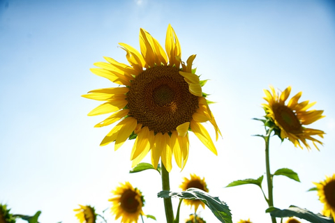 Manfaat adalah bagi membantu satu untuk sinar salah matahari proses dari tumbuhan Manfaat Energi