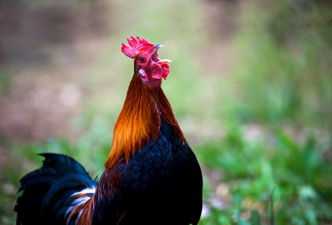 Mengapa Kokok Ayam Jantan Bisa Membangunkan Kita Kumparan Com