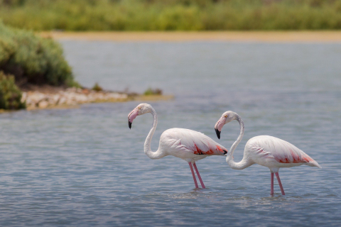 Cara Unik Flamingo Menyusui Sempat Viral Dikira Bertengkar Sampai Berdarah Kumparan Com