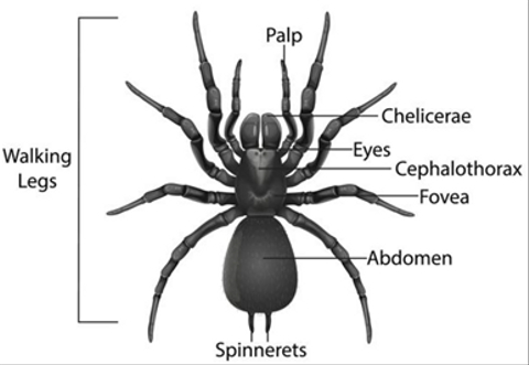 5 Perbedaan Laba Laba Dan Kumbang Yang Merupakan Serangga Berkaki Banyak Kumparan Com