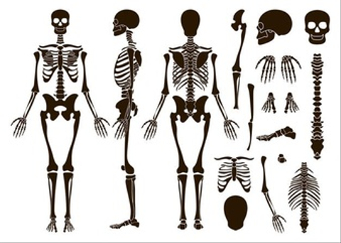 Tulang baji merupakan bagian dari rangka