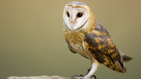 Mitologi Burung Hantu Melekat Pada Beberapa Bangsa Kuno Kumparan Com