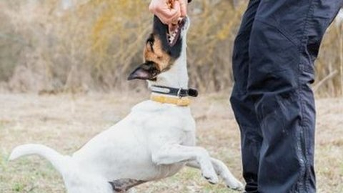 Arti Mimpi Digigit Anjing Yang Dipercaya Oleh Banyak Orang Kumparan Com