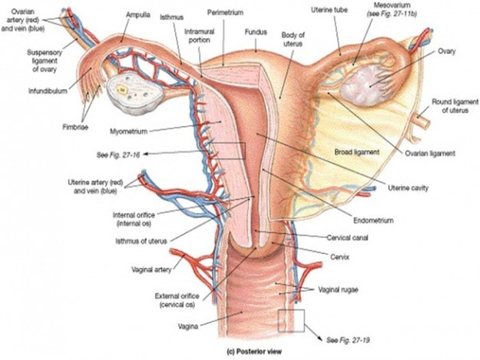 22+ Anatomi Fisiologi Reproduksi Manusia