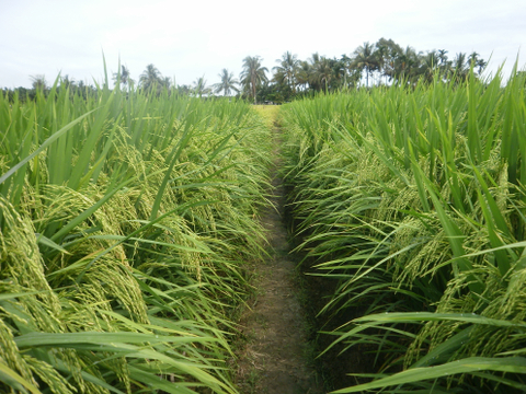 Mayoritas penduduk indonesia mengkonsumsi beras tetapi produksi beras saat ini menurun