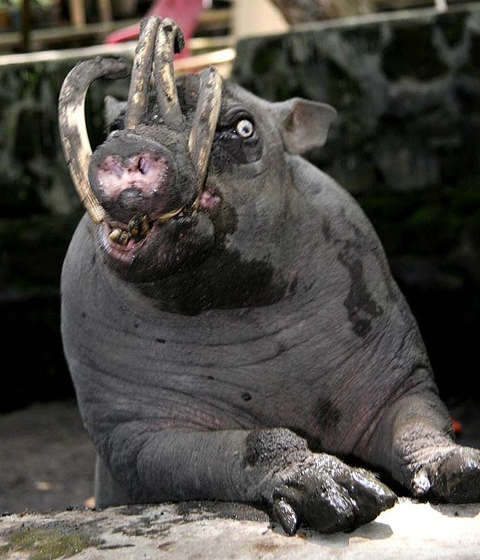 Mengenal Babi Rusa Hewan Langka Yang Hanya Ada Di Sulawesi Kumparan Com