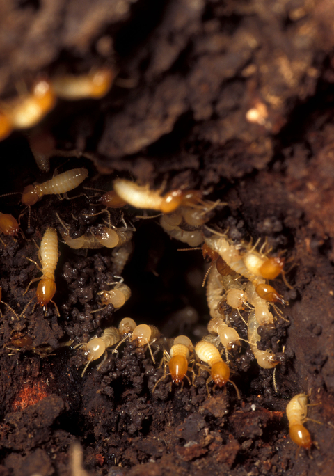 Cara mengusir semut laron