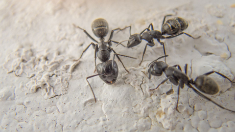 Cara menghilangkan lubang semut