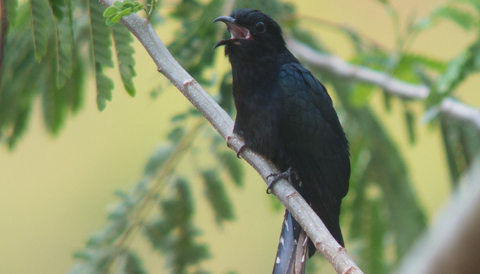 Mengenal Sirit Uncuing Burung Mungil Yang Kerap Disebut Bawa Berita Kematian Kumparan Com Mengenal Sirit Uncuing Burung Mungil Yang Kerap Disebut Bawa Berita Kematian Kumparan Com
