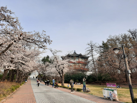 Foto Pesona Bunga Sakura Di Taman Seoul Korea Selatan Kumparan Com