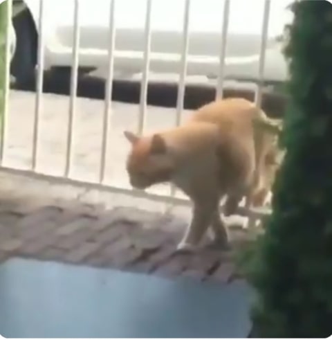 Kocak Kucing Oren Marah Marah Sendiri Saat Tubuh Gemuknya Nyangkut Di Pagar Kumparan Com