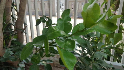 7 Cara Sederhana Mengusir Kutu Beras Kumparan Com 7 Cara Sederhana Mengusir Kutu Beras Kumparan Com