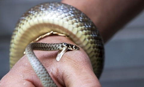 Arti Mimpi Digigit Ular Yang Sudah Menjadi Kepercayaan Umum Kumparan Com