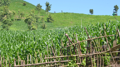 Serangan Hama Petani Jagung Pasang Setrum Listrik Tegangan Tinggi Kumparan Com
