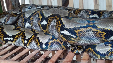 Ular Piton Seberat 20 Kg Masuk Kandang Ayam Di Perumahan Citra Gran Cibubur Kumparan Com Ular Piton Seberat 20 Kg Masuk Kandang Ayam Di Perumahan Citra Gran Cibubur Kumparan Com