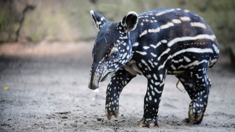 Foto Perkenalkan Bona Bayi Tapir Lucu Di Bandung Zoo Kumparan Com