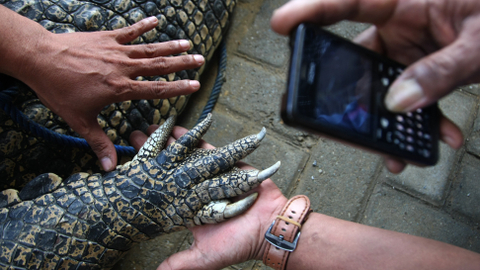 Membandingkan Tangan Dengan Kaki Buaya Kumparan Com