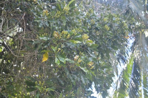 Trik Petani Ternate Selamatkan Cengkeh Selama Hujan Kumparan Com