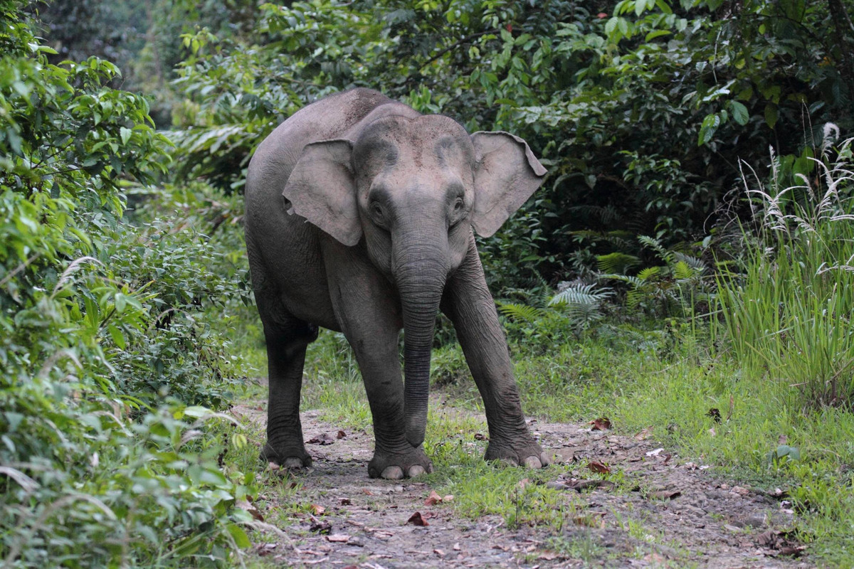 Insiden Gajah Timpa Pawang di Lembang, Korban Alami Dislokasi Kaki