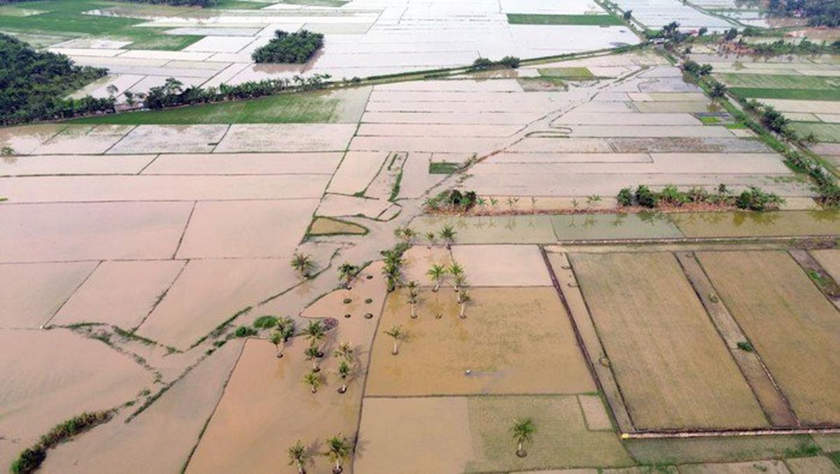 3 Ribu Hektare Sawah di Aceh Masih Rusak Berat dampak dari Banjir Bandang Akhir 2025