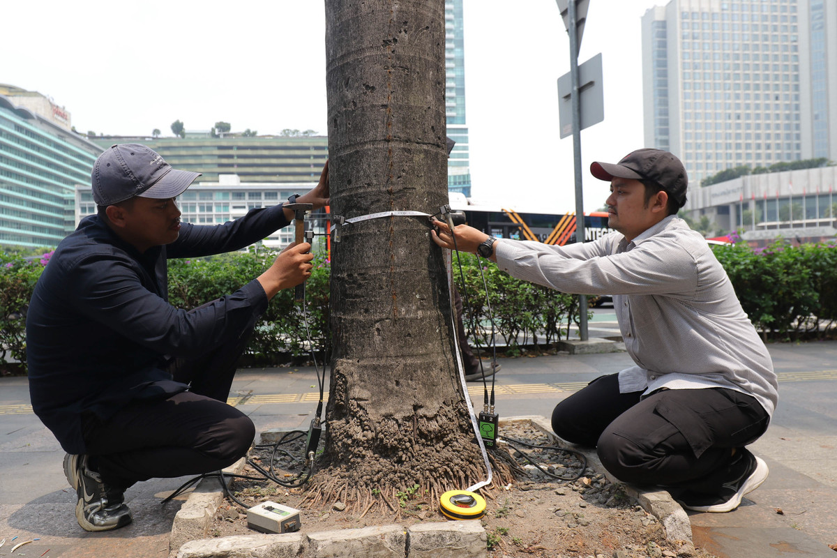 Cek Kesehatan Pohon Jakarta Jelang Musim Hujan