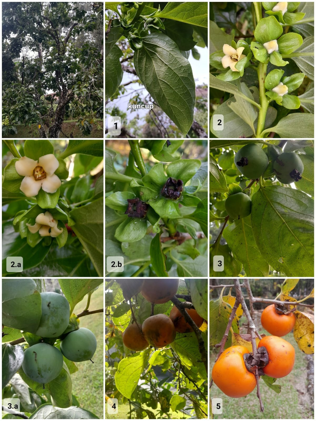 Berita Terkini: Si “Buah Genit” di Kebun Raya Cibodas