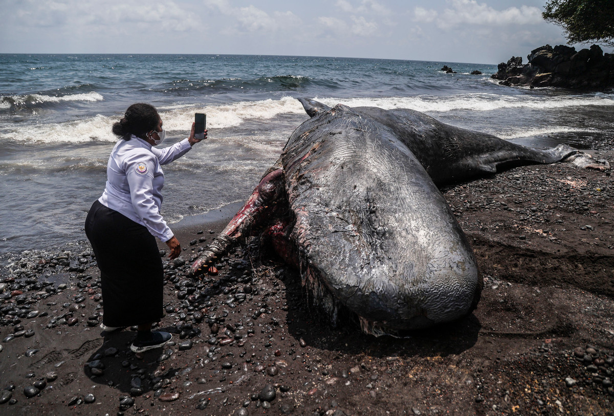 Seekor Paus Sperma 9,8 Meter Terdampar hingga Membusuk di Ternate