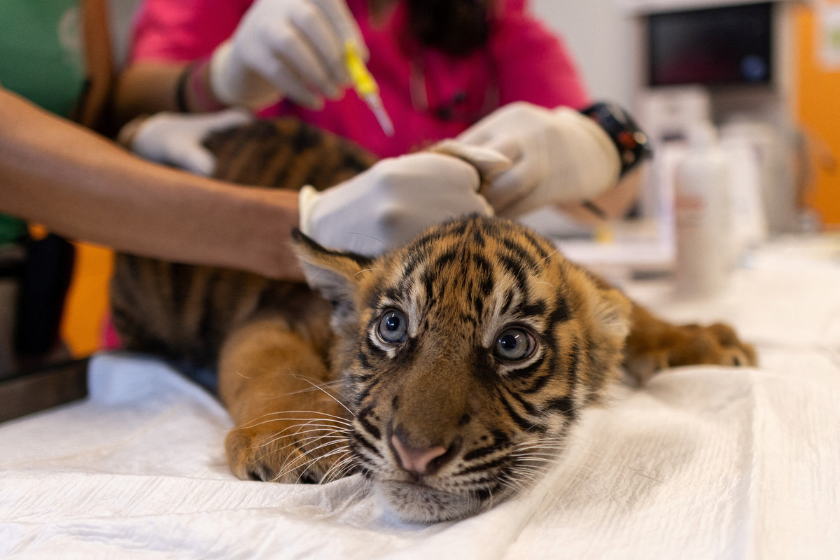 3 Anak Harimau Sumatera Dapat Vaksin Pertamanya di Kebun Binatang Yunani