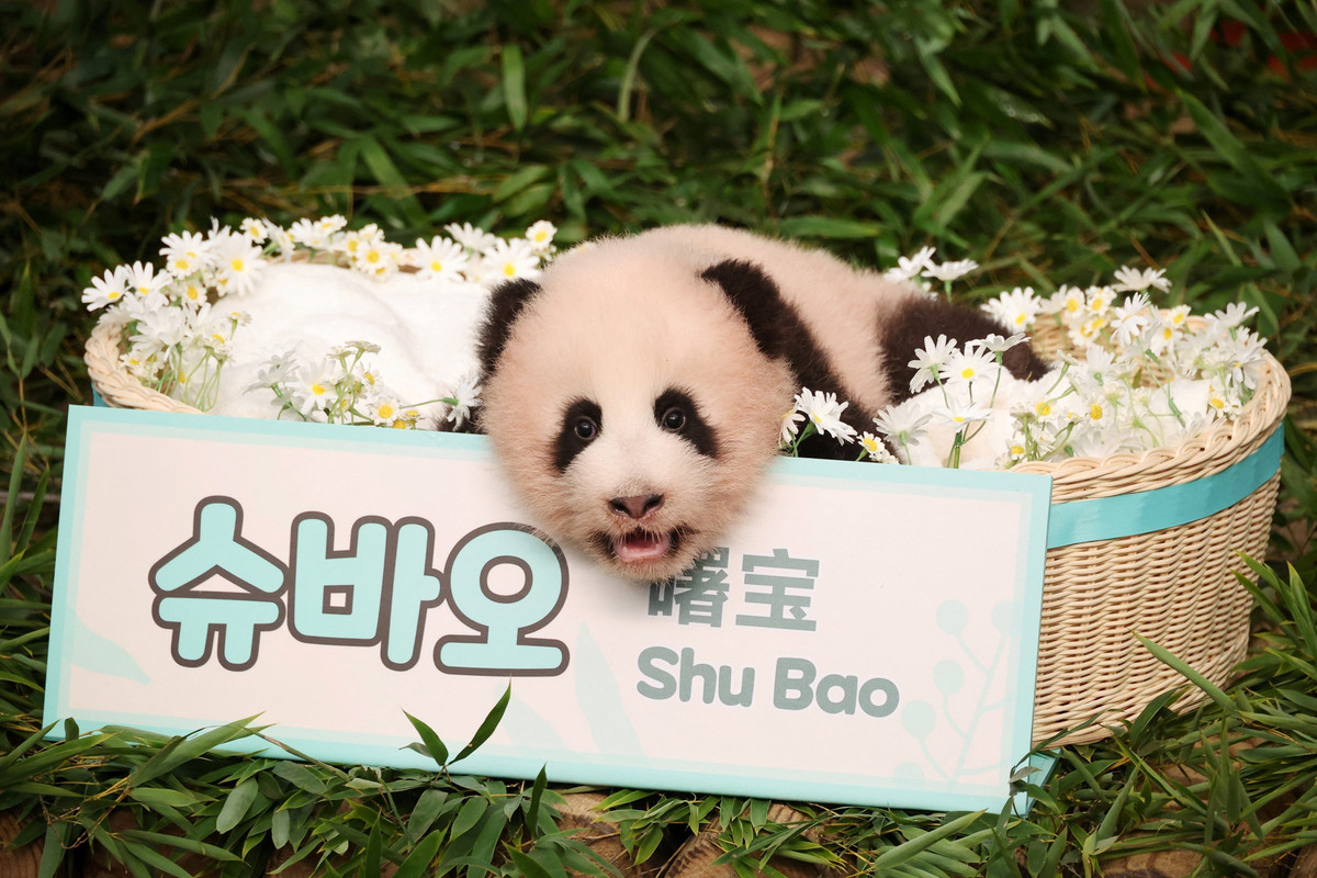 Bayi Panda di Korsel Diberi Nama Shu Bao, Rayakan 100 Hari Kelahiran