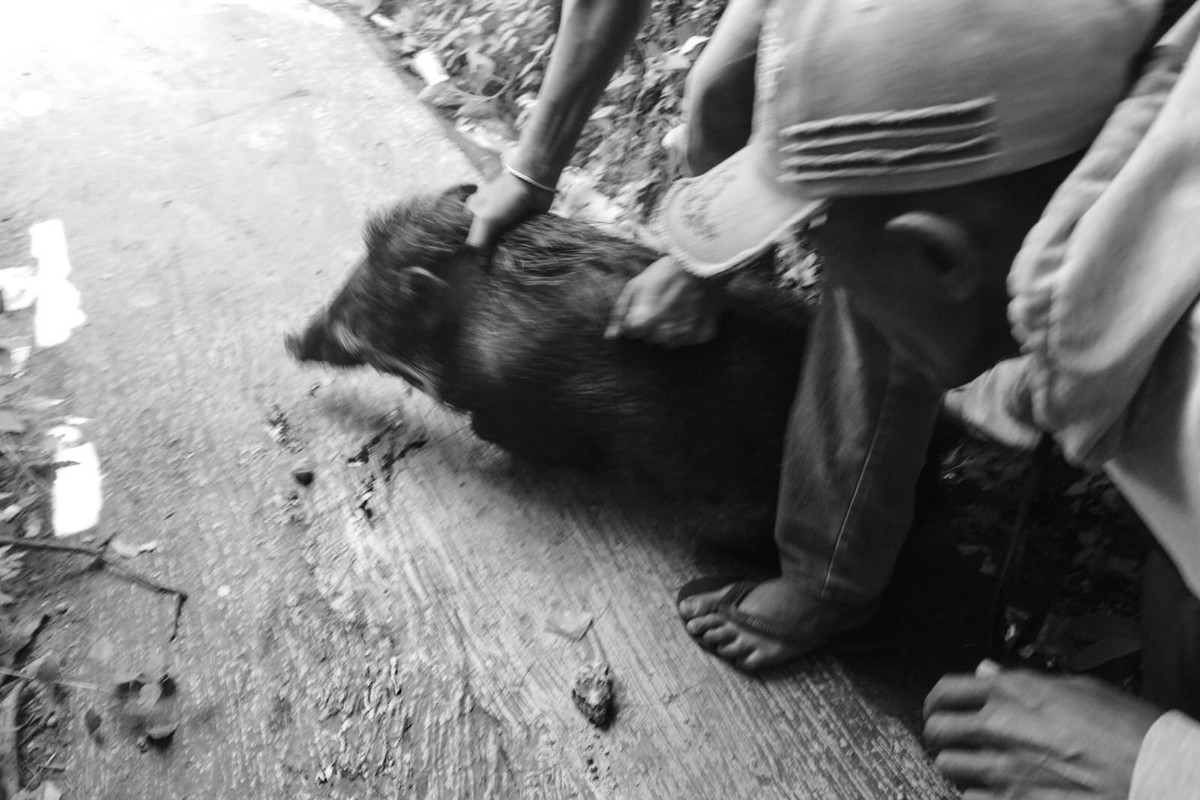 Kepanikan di Puskesmas Cianjur Usai Diterobos Babi Hutan