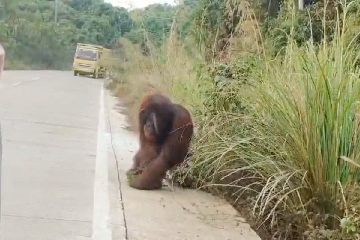 Kutai Timur Dilanda Karhutla, Orang Utan Terpaksa Cari Makan ke Jalan