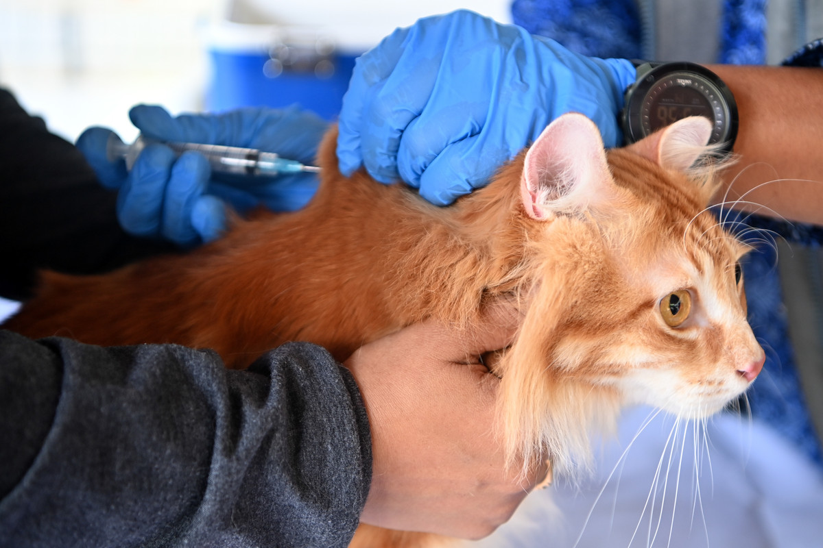 Berita Terkini: Vaksin Rabies Buat Para 'Anabul'