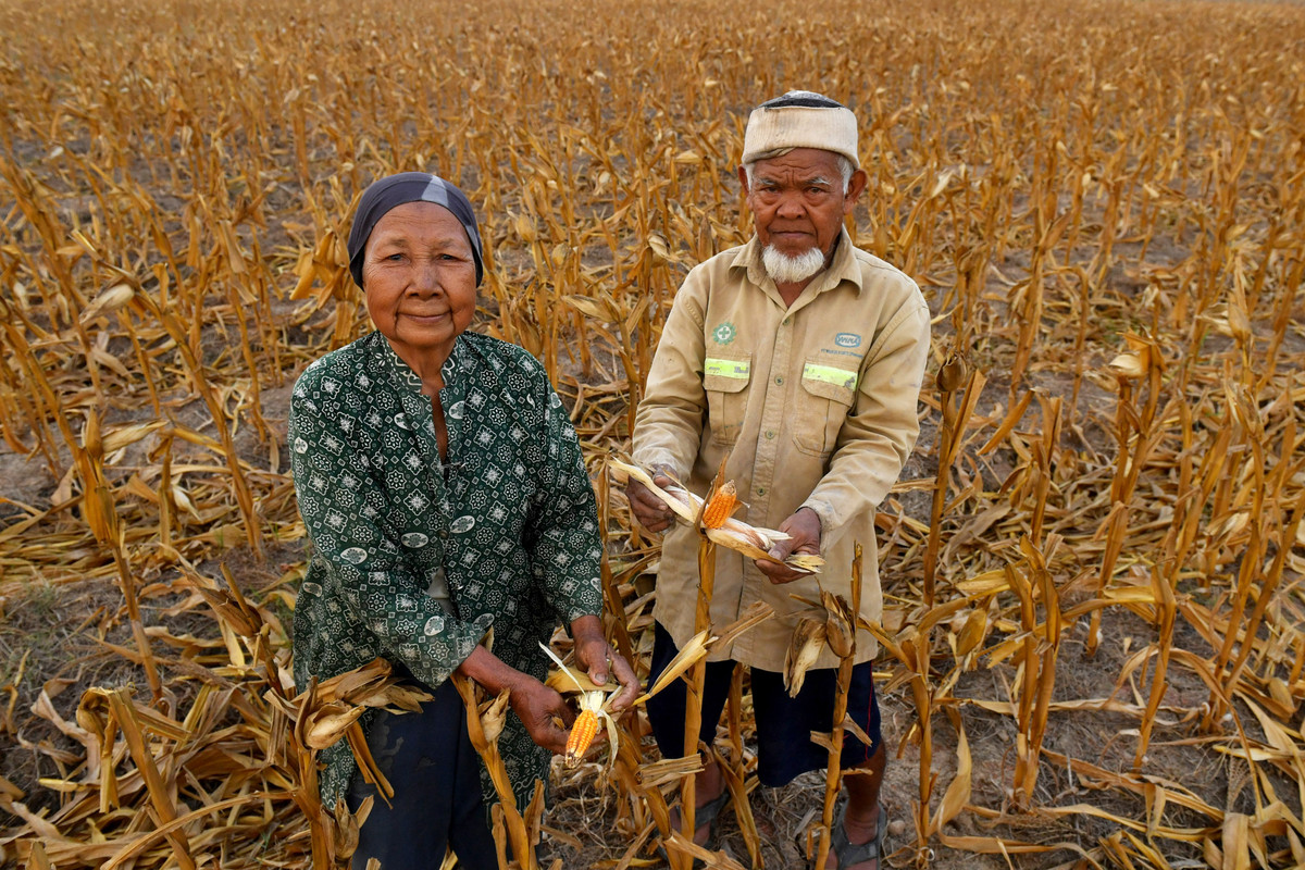 Petani Timun di Kalimantan Timur Terancam Gagal Panen dampak dari Kekeringan