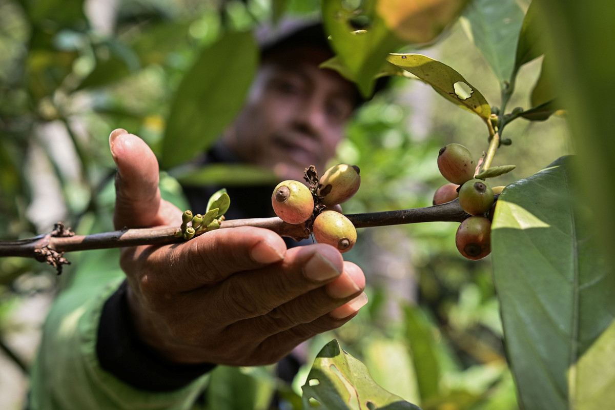 Kelompok Tani Sangga Buana Budidaya Kopi di Hutan Kota Pesanggrahan