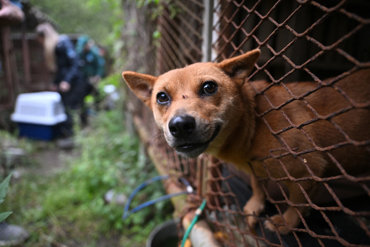 40 Ekor Anjing untuk Dikonsumsi Berhasil Diselamatkan di Korea Selatan