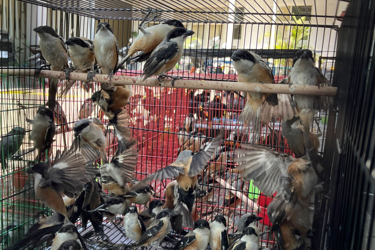 Aparat Gagalkan Penyelundupan Ribuan Burung Liar Asal Kalimantan ke Madura