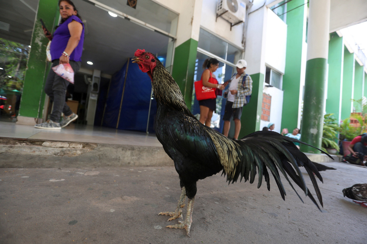 Martin, Ayam Jantan yang Setia Menunggu Pemiliknya di RS