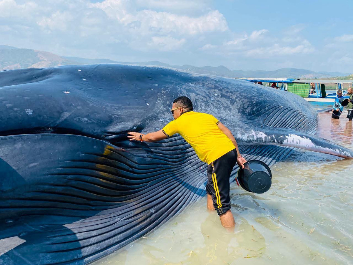 Paus Biru 25 Meter Terdampar di NTT, Warga Sigap Evakuasi