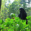 Kaisya Ahmadah