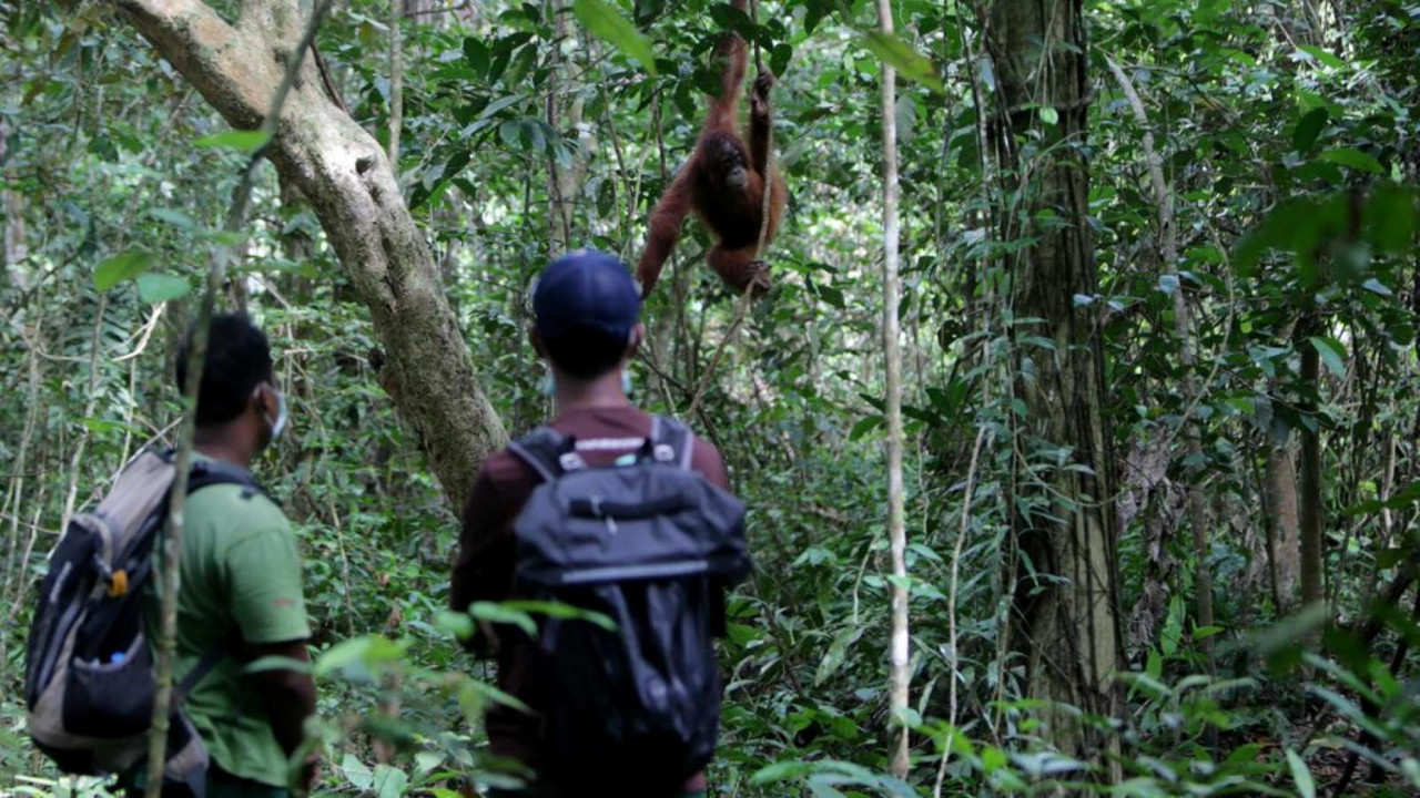 Orangutan Sumatera, Cagar Alam Jantho, Aceh Besar