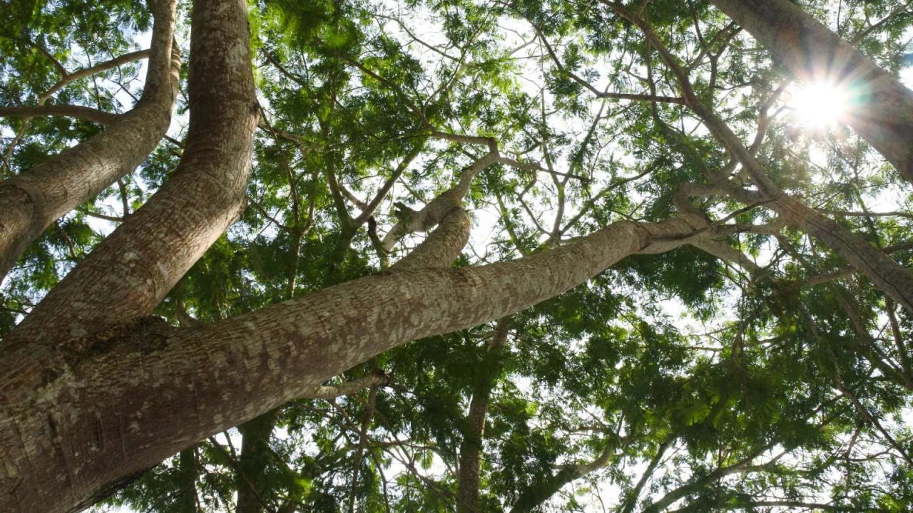 Ilustrasi Pohon Sengon