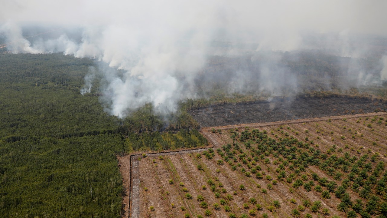 Kebakaran Hutan di Palangkaraya, Kalimantan Tengah